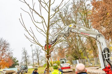 Erste Baumpflanzung Volksgarten