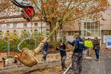 Erste Baumpflanzung Volksgarten