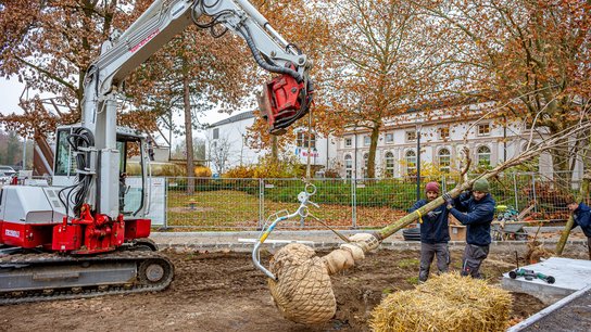 Erste Baumpflanzung Volksgarten
